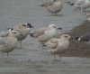 Caspian Gull at Hole Haven Creek (Steve Arlow) (59599 bytes)